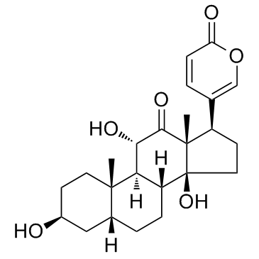 沙蟾蜍精