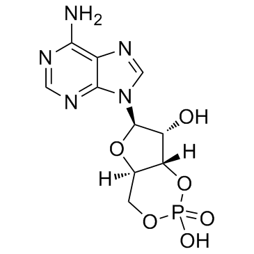 环磷腺苷