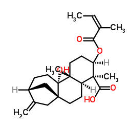 3&alpha;-当归酰氧基-9&beta;-羟基等效贝壳杉-16-烯酸